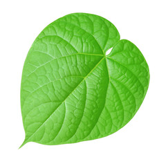 Obraz premium green leaf on a white