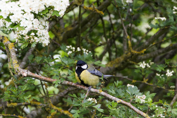 Great Tit On Branch
