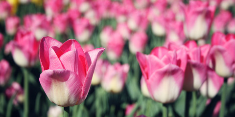 Flowerbad with Pink tulips. Vintage effect. Spring floral background. Pink tulip flowers. Vintage photo. Closeup. Pink tulips on a nature background. Wide format.