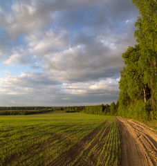 Весенний пейзаж, дорога идет вдоль леса, рядом поле с зелеными всходами пшеницы