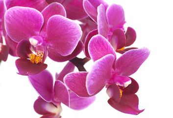 Fototapeta na wymiar Orchid close-up