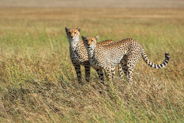 Cheetah in the Serengeti National Park.