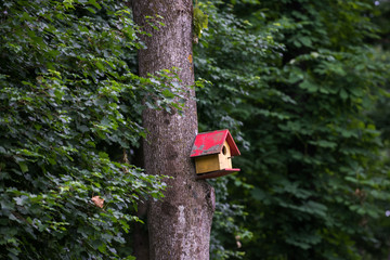 Bird box in the forest