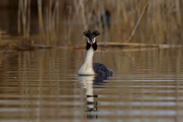Поганка большая. © reznik_ov