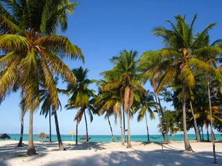 Fotobehang Palmbomen op het strand, Zanzibar © bergantinsain