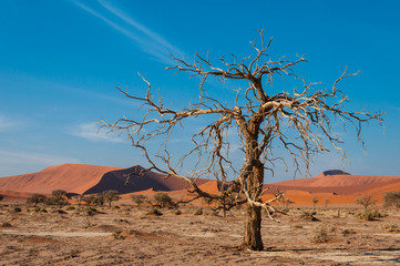 Toter Baum vor den roten Namibsand-Dünen von Sossusvlei; Namibia