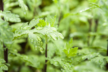 Chrysanthemum leaves covered with drops of water. Fresh green spring summer background with drops