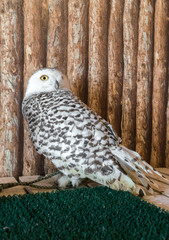 closeup of snow owl with nature background
