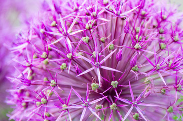 Pink Allium flowers closeup - 111329005
