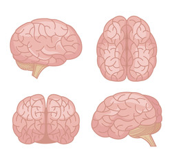 Human brain. Vector flat cartoon set