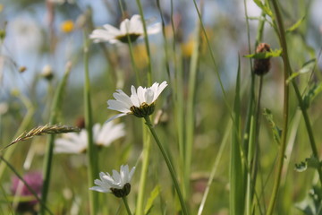 Chamomile on sunny field