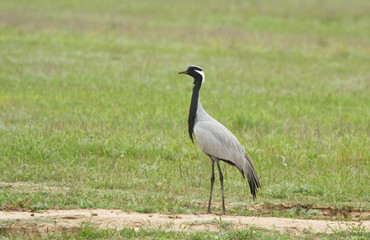 Demoiselle crane (Anthropoides virgo ) in the field of Kalmykia, Russia