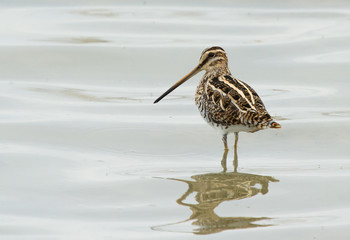 Common snipe (Gallinago gallinago) in the water