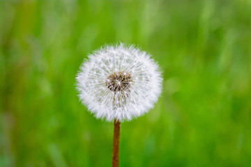 Beautiful dandelion macro on green grass background