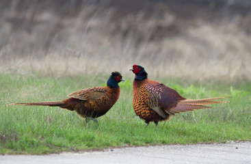 Common pheasants (Phasianus colchicus) during mating season