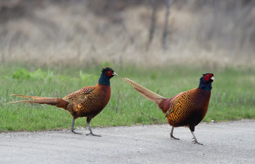 Common pheasants (Phasianus colchicus) during mating season
