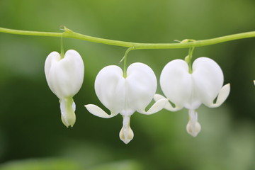 Weißes, tränendes Herz, Lamprocapnos spectabilis, Marienherz, Gartenblume, flammendes Herz,...