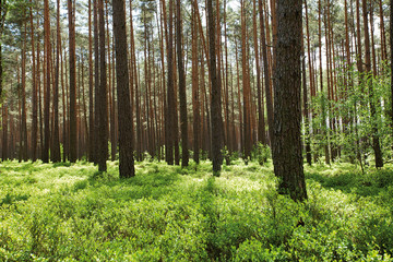 pine forest with blueberries bushes