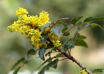 Mahonia repens ramo