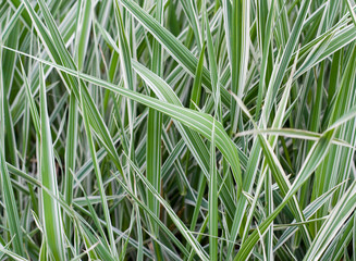 The natural grass texture