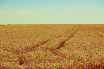 Ripe Cereal field