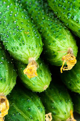 ..Fresh Cucumber isolated over white background close up.