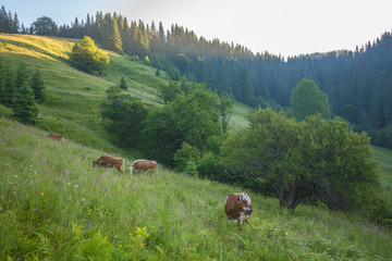 Naklejka na ściany i meble Green meadow in mountains and cows, summer landscape.