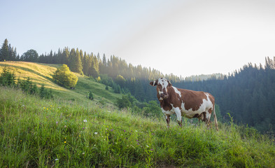 Fototapeta na wymiar Green meadow in mountains and cows, summer landscape.