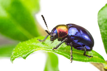 Beetle blue shiny Gold colorful on the leaves.