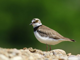 Little Ringed Plover, Charadrius dubius