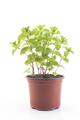 Mint Mojito Potted on a White Background