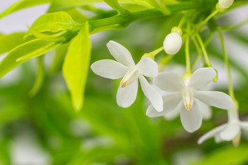 Obraz na płótnie Canvas Spring blossom background of green leaves and white flowers