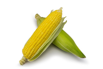Corn on white background