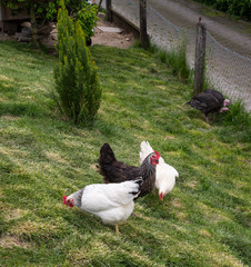 Hühner aus Freilandhaltung