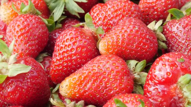 Fresh red and juicy Fragaria ananassa pile slow tilt 4K 2160p 30fps UltraHD video - Sweet red organic garden strawberries with green petiole penducles 4K 3840X2160 UHD tilting footage 