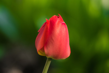 Obraz premium Red tulip on green background