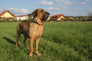 Fila brasileiro next to houses