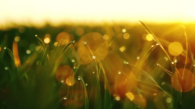DPLLY MOTION: background of dew drops on bright green grass with sun beam. Bright natural bokeh. Soft focus. Abstract creative background . small depth of field. close up. RAW video record.