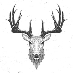Obraz premium głowa jelenia na białym tle