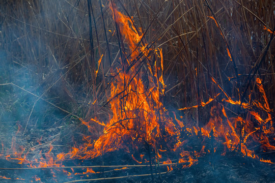 Burning of dry reeds on the lake. The burning reeds.