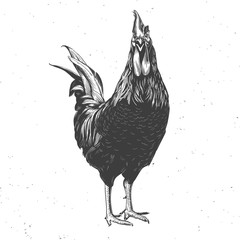 rooster black and white © blauananas