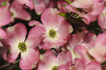 Fototapeta na wymiar Close-up of dogwood flowers