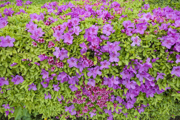 Fototapeta premium Colorful azaleas in bloom in a formal garden