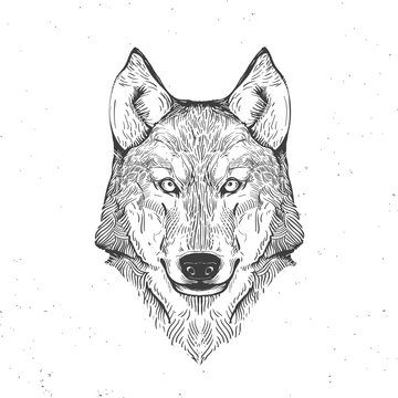 wolf head on white