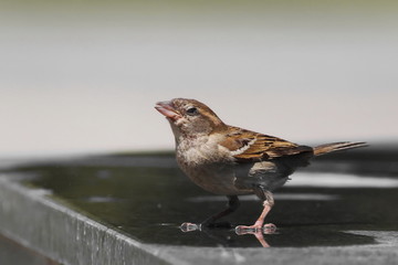 House sparrow drinking water fountain, Passer domesticus