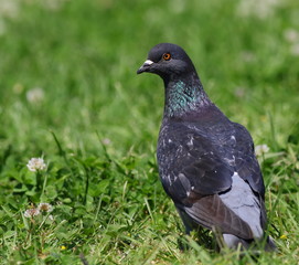 pigeon on green grass background