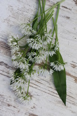 Bärlauch-Blüten, Blüten des Waldknoblauch