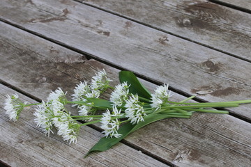 Bärlauch-Blüten, Blüten des Waldknoblauch