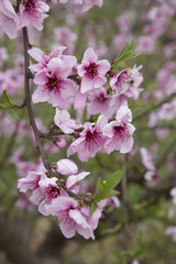 Pink Blossom on Tree in Provence