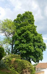 Riesengroßer alter Ahornbaum überragt Wohnhaus